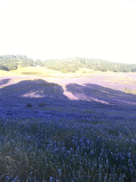 Crazy backyard wildflowers in North Carolina : Wildflowers