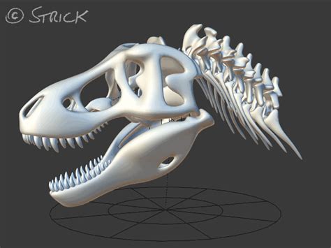 Dinoreplicas 3d Model Works 3d Printed Dinosaur Skull And Neck