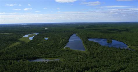 Тайга. Большая российская энциклопедия