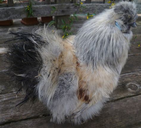 Silkie Rooster | BackYard Chickens - Learn How to Raise Chickens