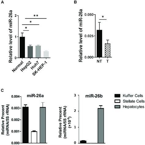 MiR 26a Is Equally Expressed In Hepatocytes And Kupffer Cells A