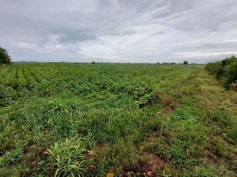 Asta Per Terreno Agricolo Via Artuico Da Cussignacco Loc Cussignacco