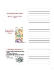 Topic 12 The Endomembrane System 3 Slides The Endomembrane System