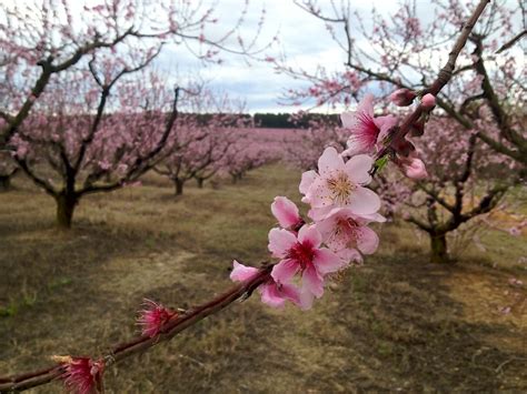 Peach Blossom Festival This Weekend – The Edgefield Advertiser