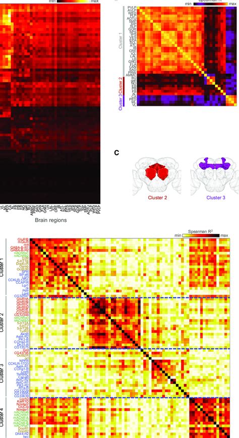 Neurochemical Segmentation Of The Central Brain A A Heatmap Of Download Scientific Diagram