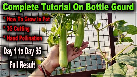 How To Grow Bottle Gourd In Pot And Get 100 Result Ll How To Hand Pollinate A Gourd L लौंकी का