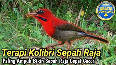 Terapi Burung Kolibri Sepah Raja Youtube