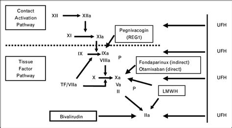 Heparin Mechanism Of Action Diagram