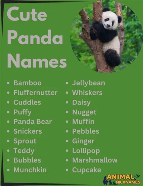 350 Panda Names Unique Cute And Funny Ideas