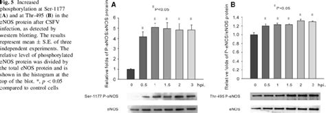 Increased Phosphorylation At Ser 1177 A And At Thr 495 B In The Download Scientific Diagram