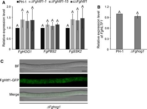 The Hog Response Pathway Is Required For The Proper Subcellular Download Scientific Diagram