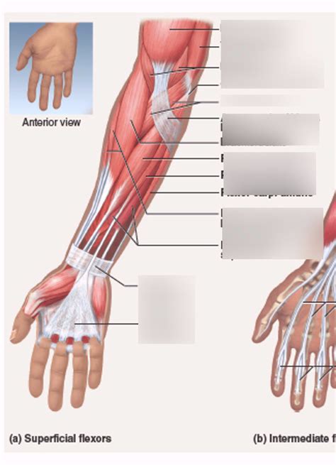 Muscle Labeling Diagram Quizlet