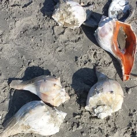 BBW Ebony Car Bj American Amateur Amateur Porn XHamster