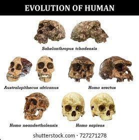 Neanderthal Vs Homo Erectus