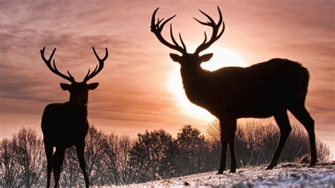 Free Whitetail Deer Wallpapers Wallpaper Cave