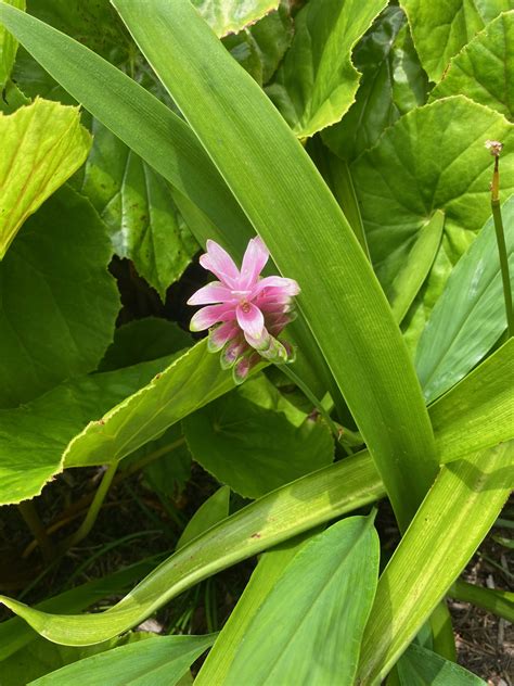Ginger Curcuma latifolia : The Garden Club of Houston