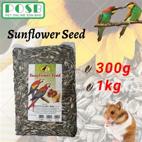 USA Premium Sunflower Seed Kuaci Biji Bunga Matahari 300g 500g