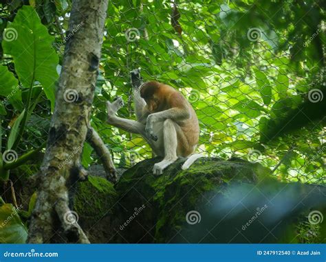 The Proboscis Monkey Nasalis Larvatus Or Long Nosed Monkey Is An