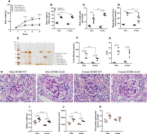 Frontiers Dna Methylation Enzymes In The Kidneys Of Male And Female