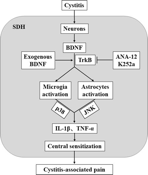 Schematic Diagram Of Bdnf Contributing To Neuroinflammation And