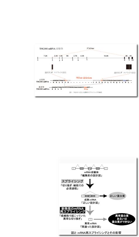 Mrna