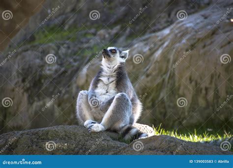 Cool Young Cat Lemur, Madagascar Lemur Catta Stock Image - Image of ...