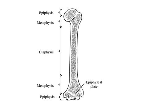 Epiphysis – Lancaster Glossary of Child Development