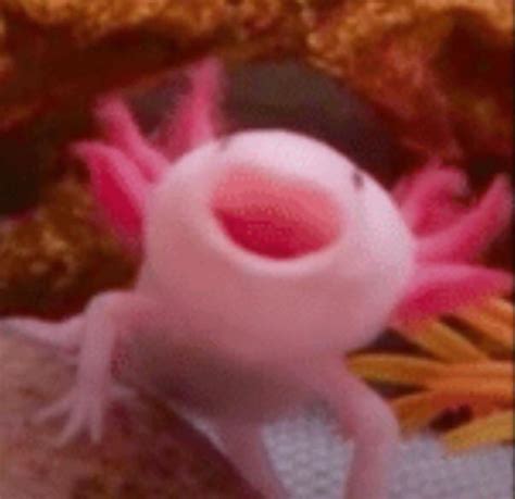 Total 40 Imagem Axolotl Happy Br Thptnganamst Edu Vn