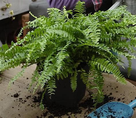 Plantes Qui Absorbent Lhumidit Dans La Salle De Bain