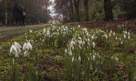 Celebration Of Snowdrops At Scone Palace Scottishsnowdropfestival