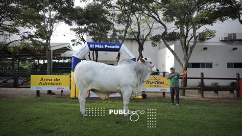 Galería de fotos EL ANIMAL MÁS PESADO DE LA RAZA NELORE EN LA