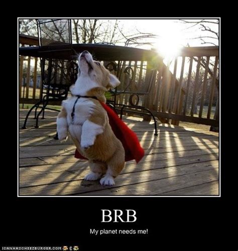 Brb I Has A Hotdog Dog Pictures Funny Pictures Of Dogs Dog