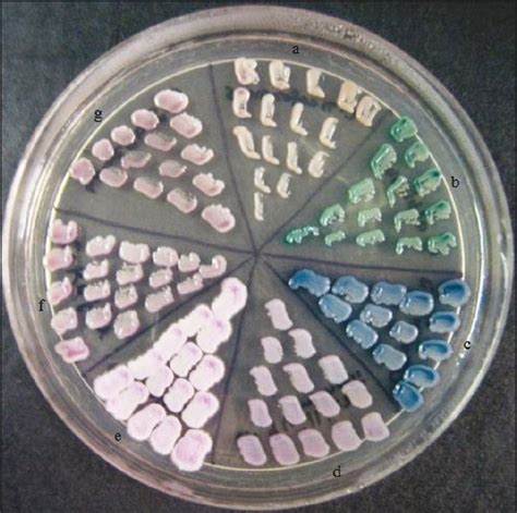 Colonies Grown On Chromagar Candida For Hours At C A C