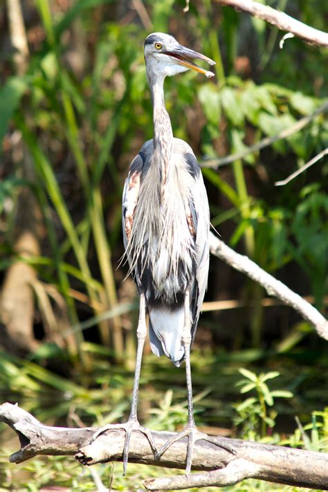 Anthony Folan Photography: Wildlife - Bayou outside of New Orleans LA, September 2011