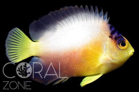 Centropyge Multicolor Multicolor Angelfish CORAL ZONE