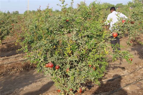 Pomegranate Farming Mak Life Producer Company Limited