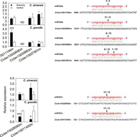 Bioinformatic Analysis Of Mir Members In Citrus A Secondary