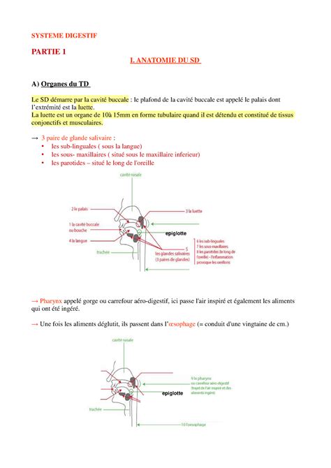 Syst Me Digestif Cours Complet Systeme Digestif Partie Anatomie Du Sd