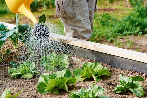 Watering Lettuce By Stocksy Contributor Harald Walker Stocksy