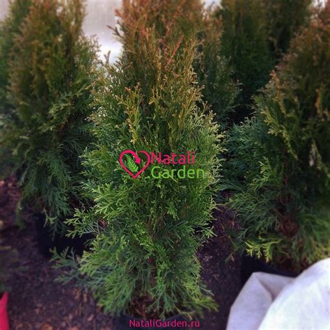 Туя западная Смарагд (Smaragd, Thuja occidentalis Smaragd) в Краснодаре ...