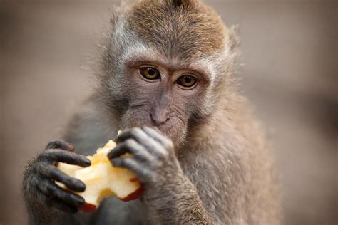 Monkeys Are Genetically Modified To Show Autism Symptoms Scientific