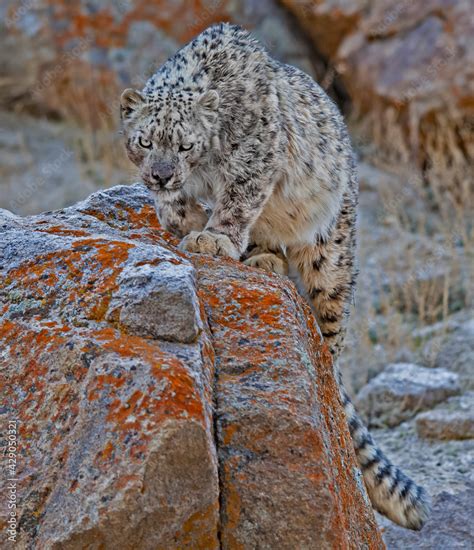 Snow Leopard at Ladakh India Stock Photo | Adobe Stock