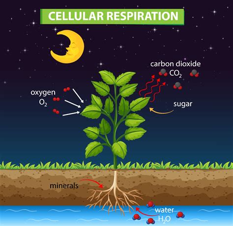 Diagram showing process of cellular respiration 2088346 Vector Art at ...