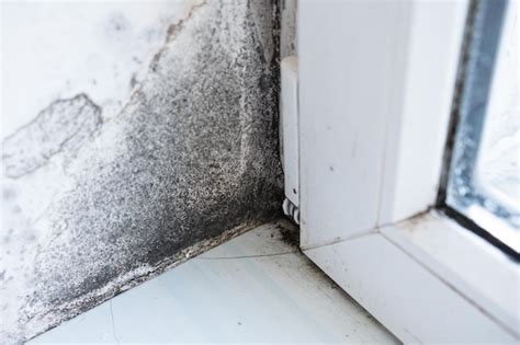 Dangerous Mold On Walls