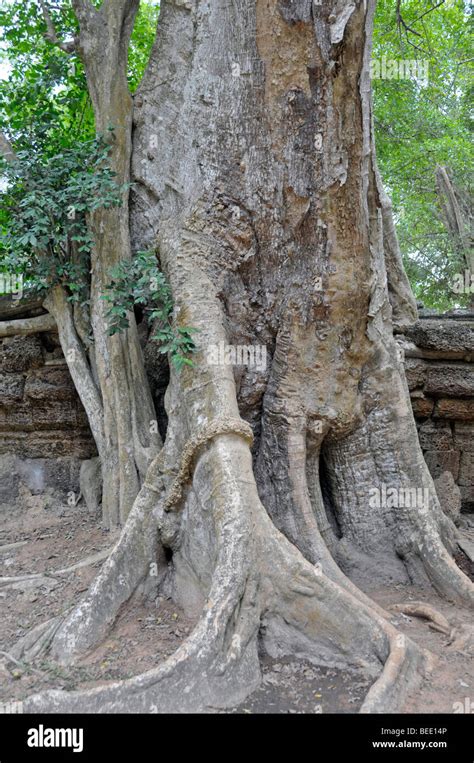 Tetrameles nudiflora Tetrameles árbol las raíces del árbol del