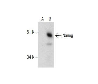 Nanog抗体 H 2 SCBT Santa Cruz Biotechnology