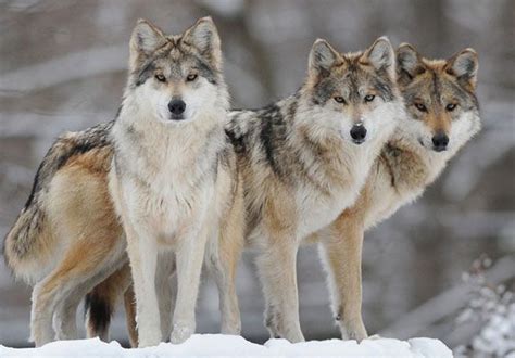 Mexican Gray Wolf Facts | Wolf, Wolf bilder, Wolfsbilder