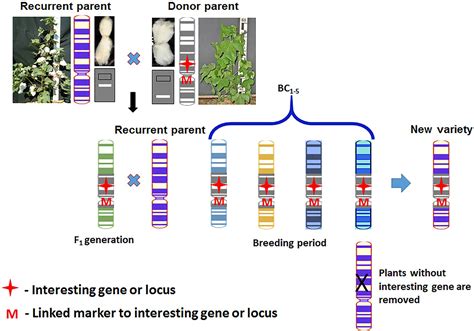 Frontiers Genetic Diversity Qtl Mapping And Marker Assisted