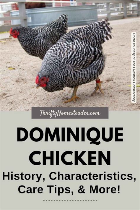 Dominique Chicken: History, Characteristics, Care Tips, & More!