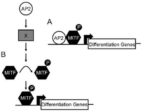 Potential Models For How Tfap2 Activity May Function Within The